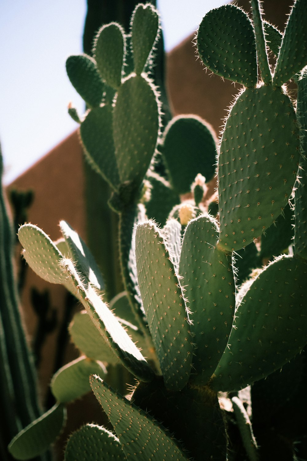 Un primer plano de una planta de cactus con un edificio en el fondo