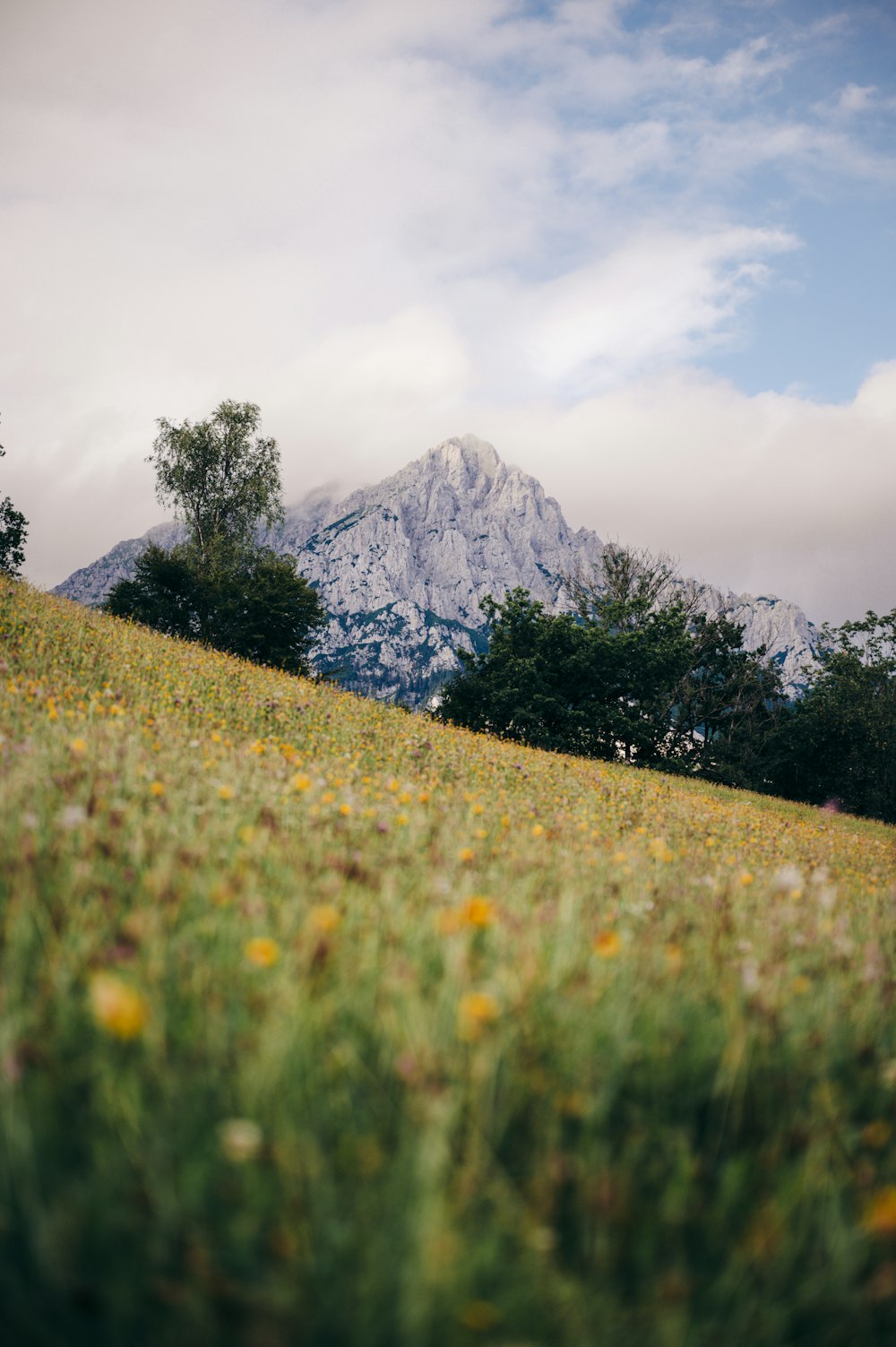 a field of grass with a mountain in the background