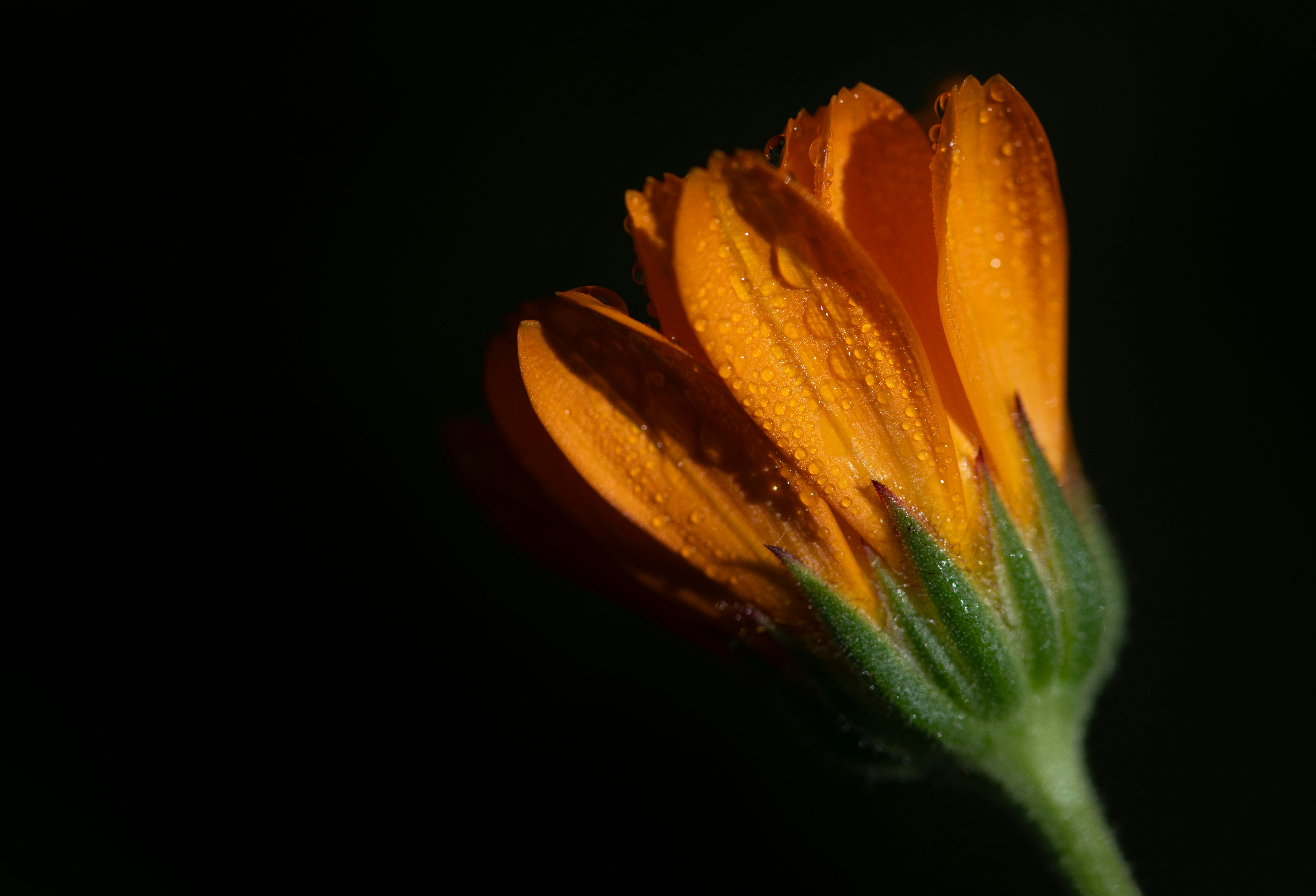 Nahaufnahme einer gelben Ringelblume, die noch teilweise geschlossen ist. An der Blüte hängen Wassertropfen.
