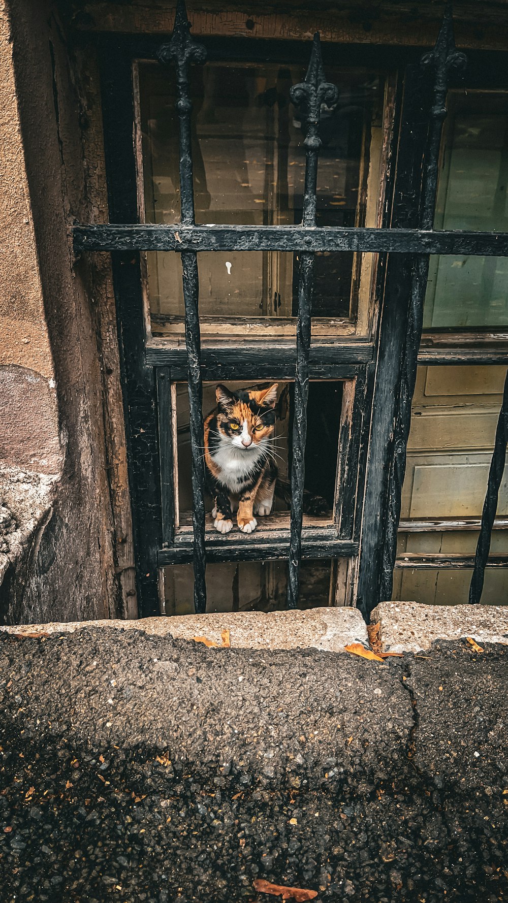 a cat sitting in a window of a building