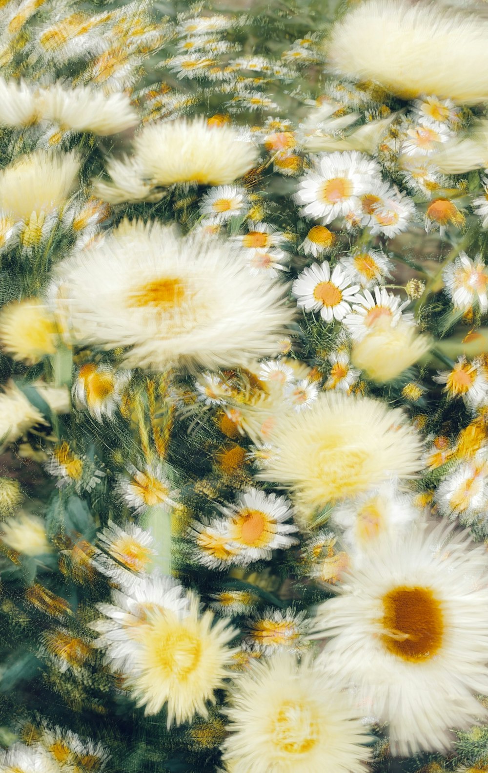 a bunch of white and yellow flowers in a field