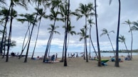 A group enjoying a beach picnic with palm trees swaying in the background.