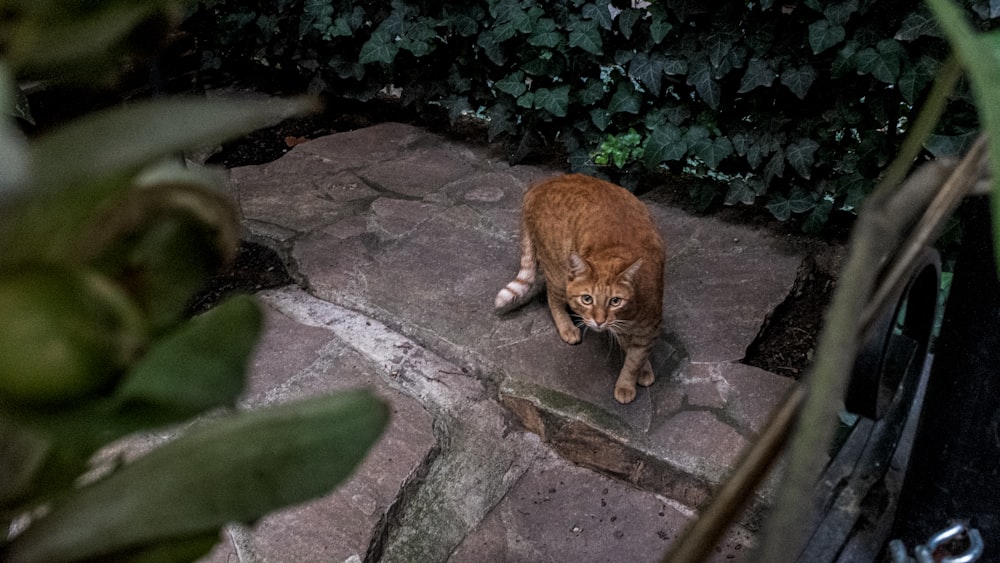 a cat is standing on a stone walkway