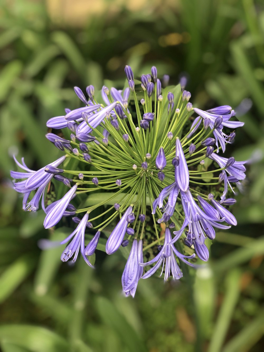 a close up of a purple flower in a field