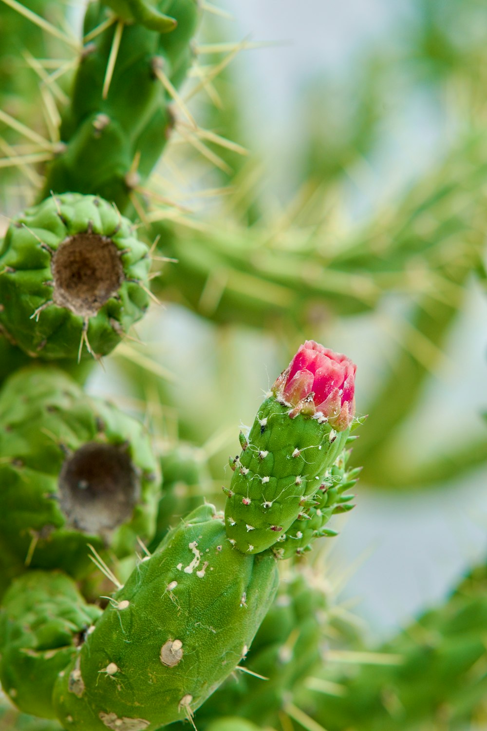 a close up of a green cactus with a pink flower