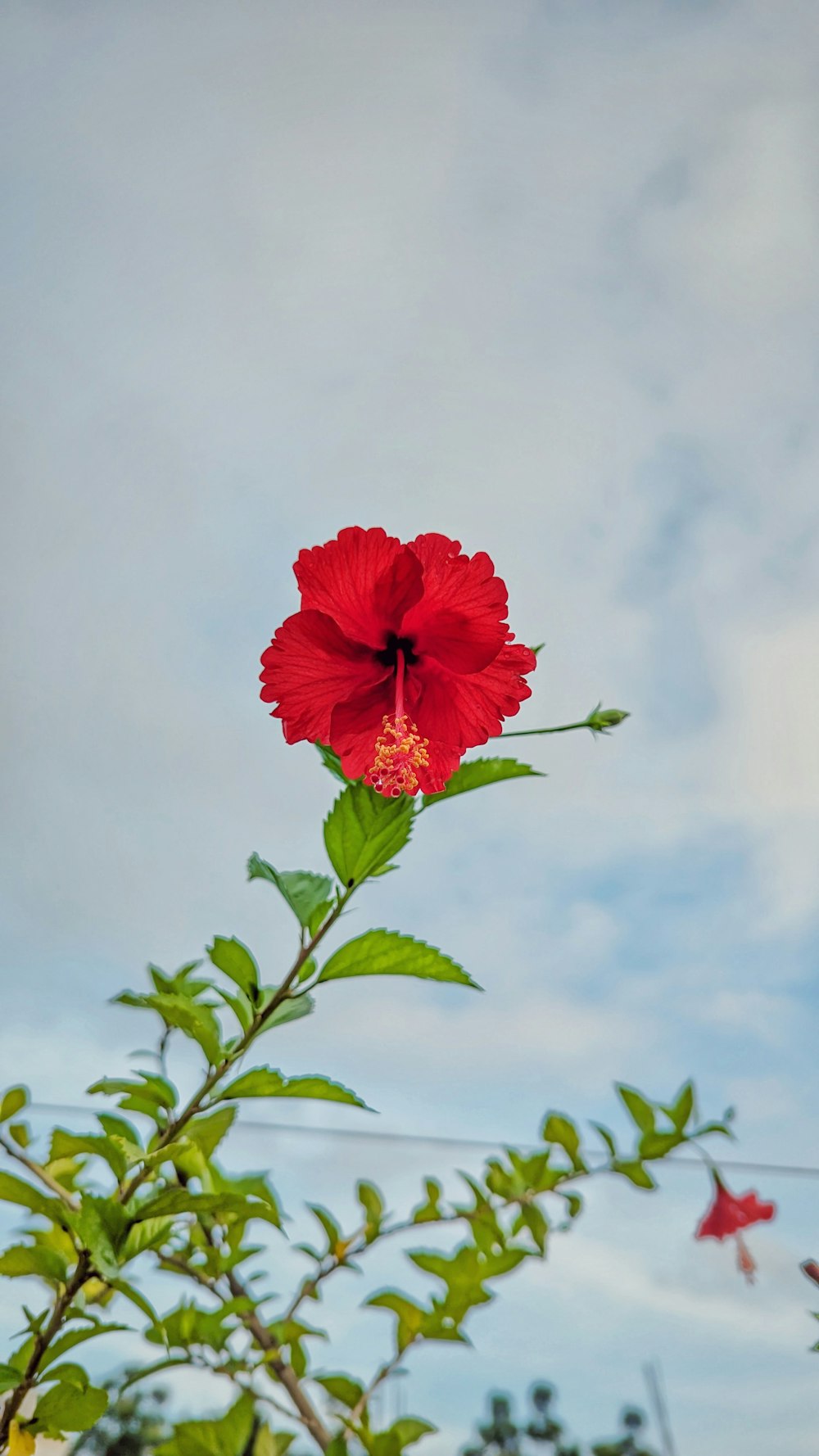 a red flower with green leaves and a blue sky in the background