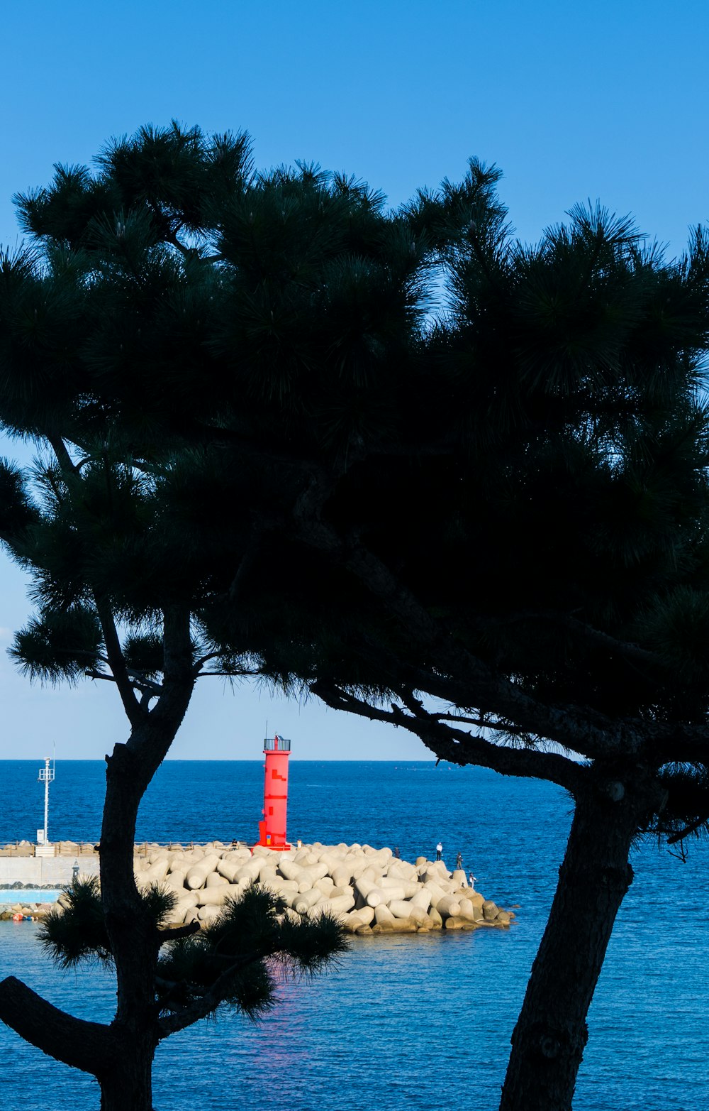 a red light house sitting on top of a tree next to the ocean