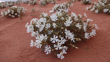 small white flowers growing out of the sand