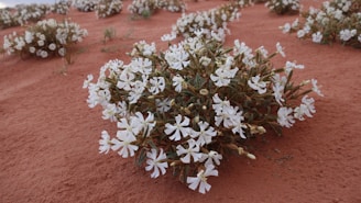 small white flowers growing out of the sand