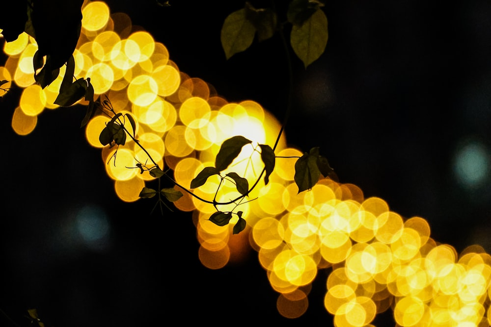 a blurry photo of a tree branch with lights in the background