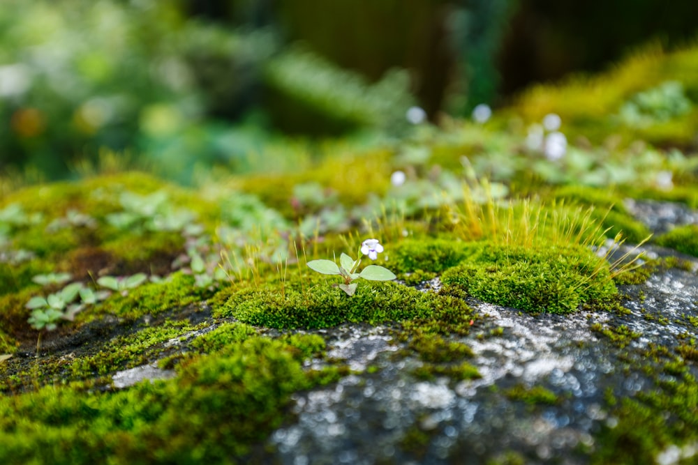 a close up of moss growing on a rock