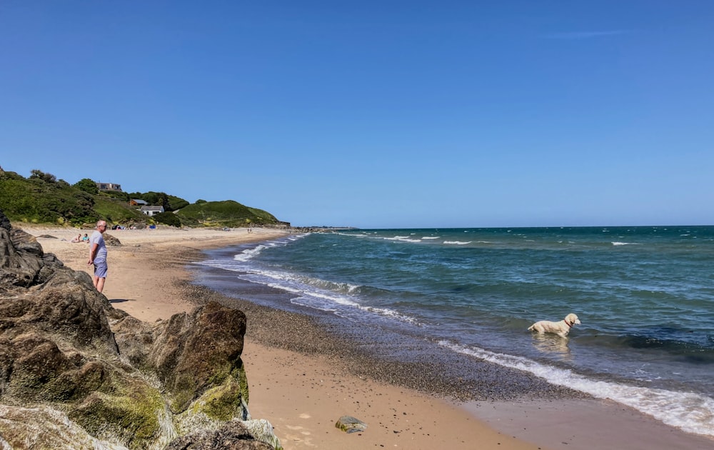 a person and a dog walking on a beach