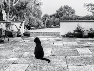 a black cat is sitting on a patio