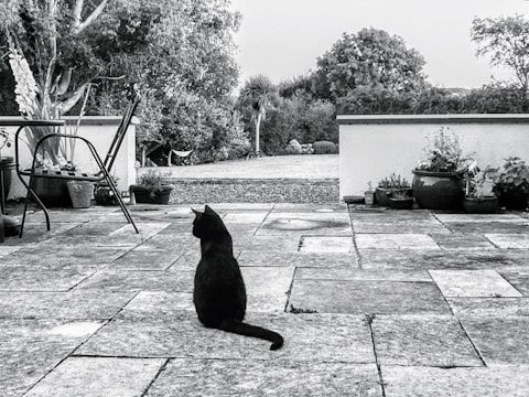 a black cat is sitting on a patio