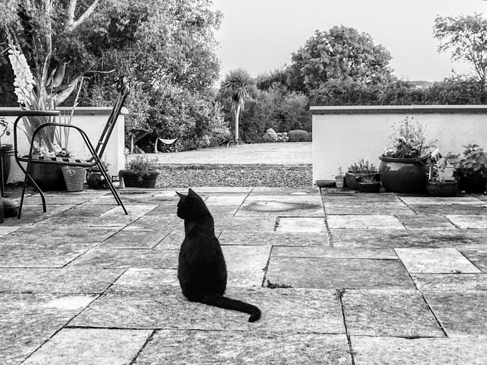 Eine schwarze Katze sitzt auf einer Terrasse