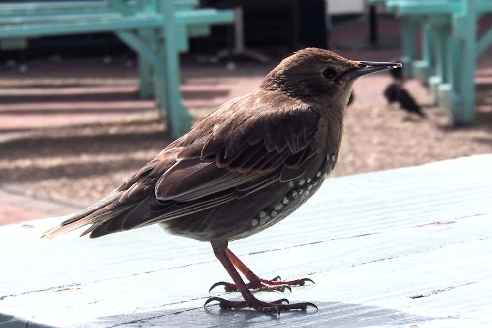 a brown bird standing on top of a wooden table