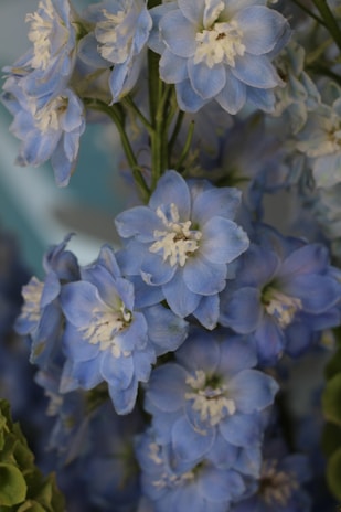 A delicate close-up of soft blue and white floral decorations shimmering with gentle light.