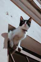 A curious cat wearing a delicate handmade collar with a bow, perched on a windowsill.