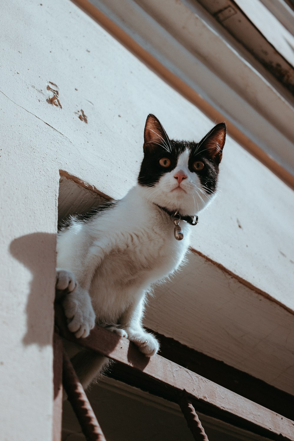 a black and white cat sitting on top of a roof