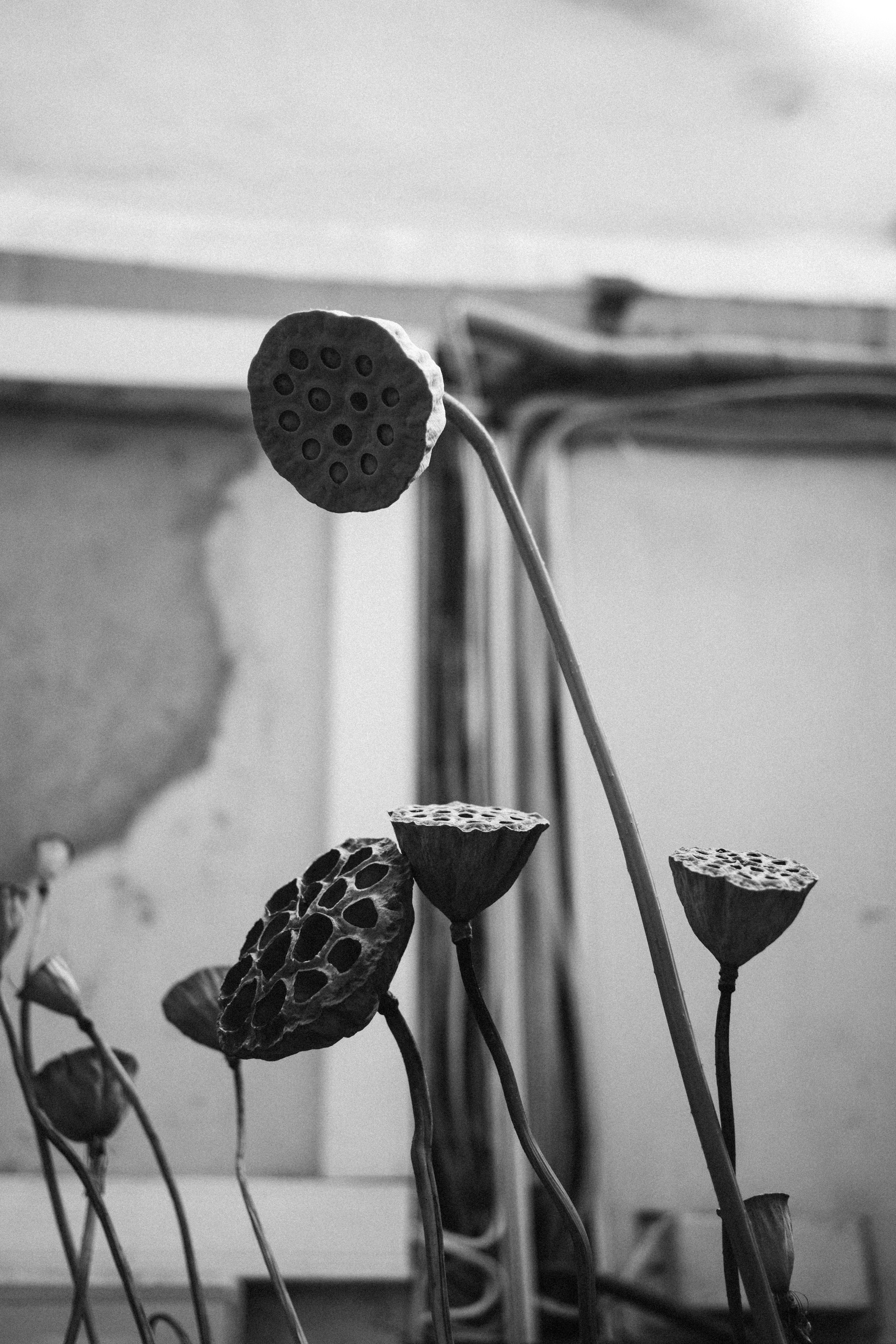 a black and white photo of flowers in a vase