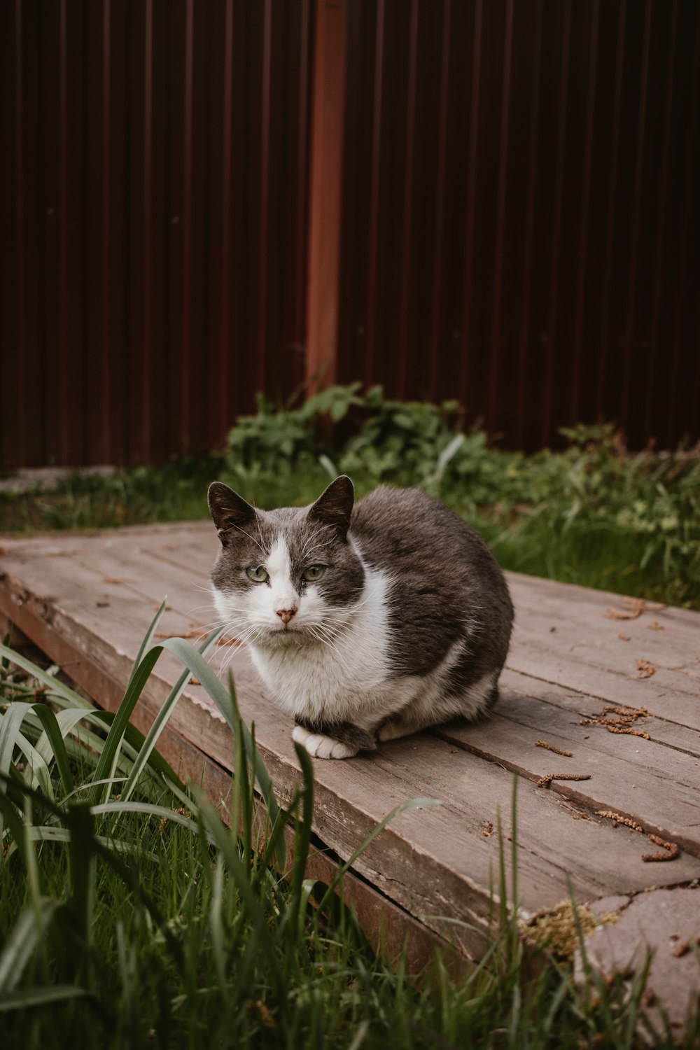 a gray and white cat sitting on a wooden platform