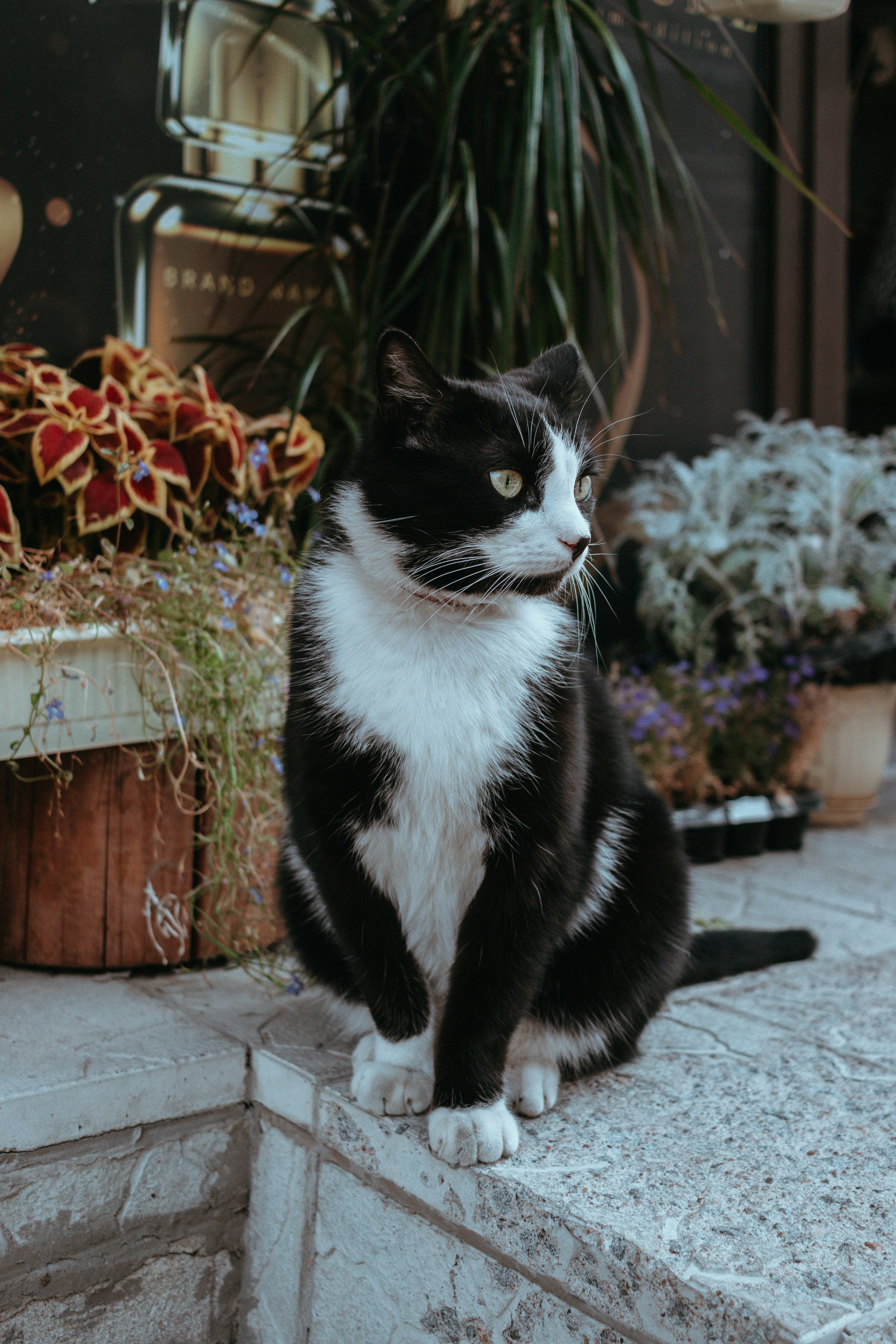 A black and white cat sitting on a ledge photo – Free Jar Image on Unsplash