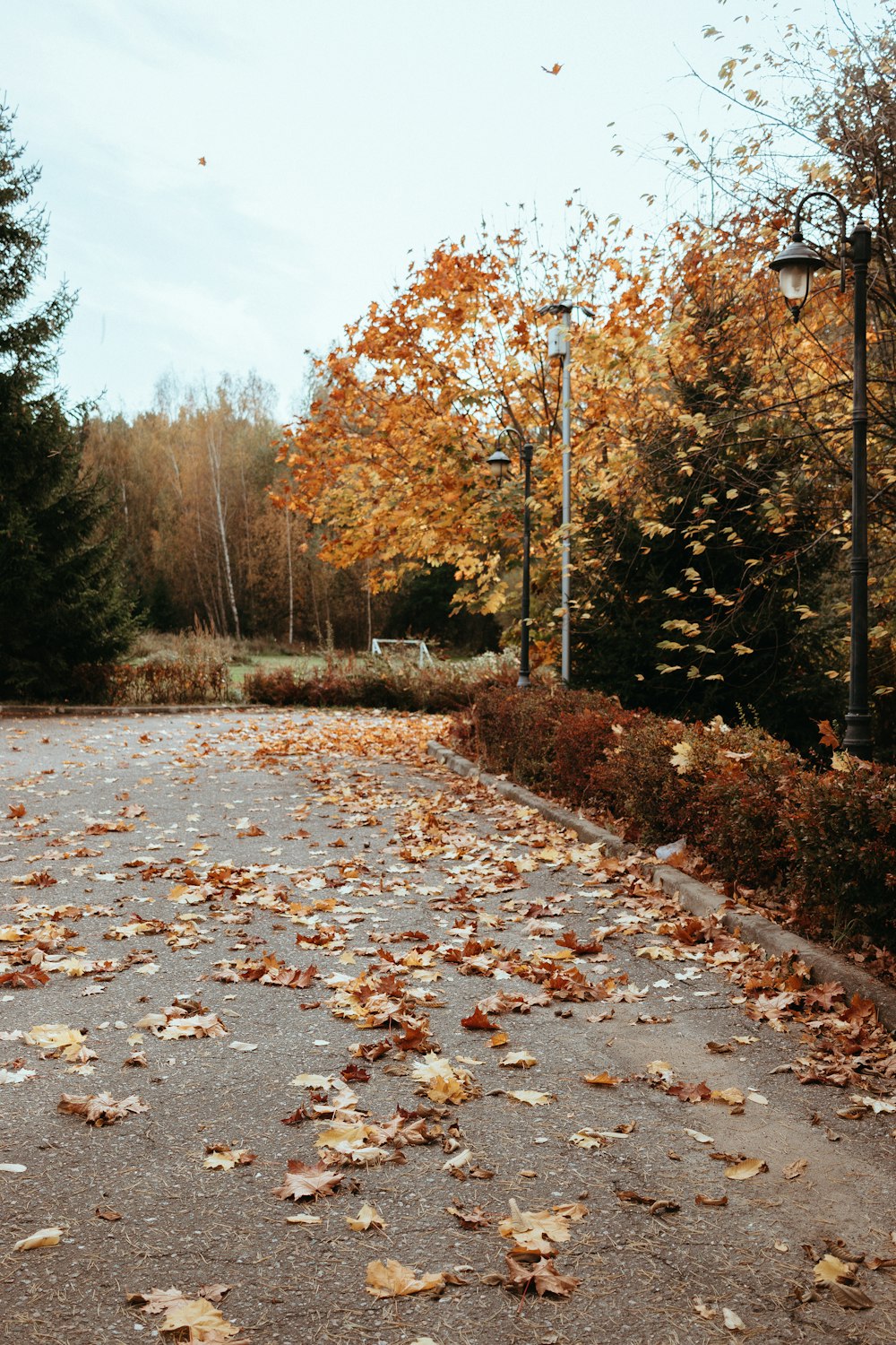 a street with a lot of leaves on the ground