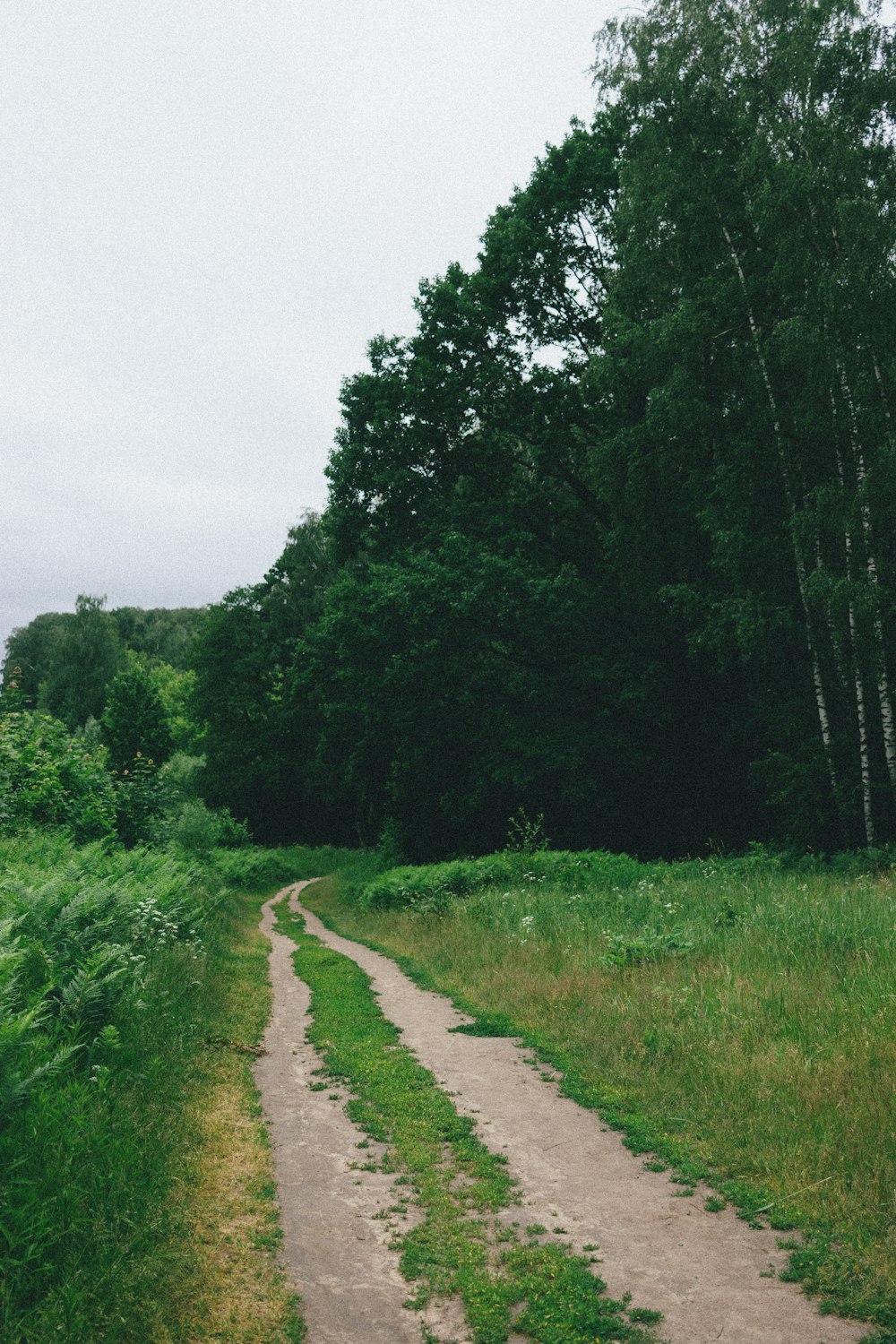 a dirt road in the middle of a forest