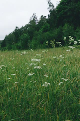 A quiet forest edge with wildflowers and tall native trees marking the boundary.