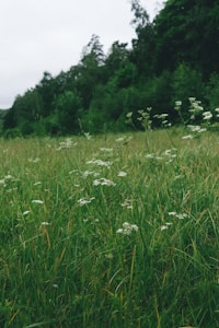 A lush green meadow with tall grass and delicate white wildflowers. Dense forest trees form a backdrop, creating a serene, natural landscape.