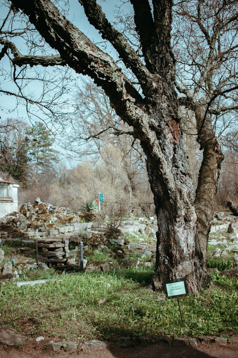 a tree with a sign in front of it