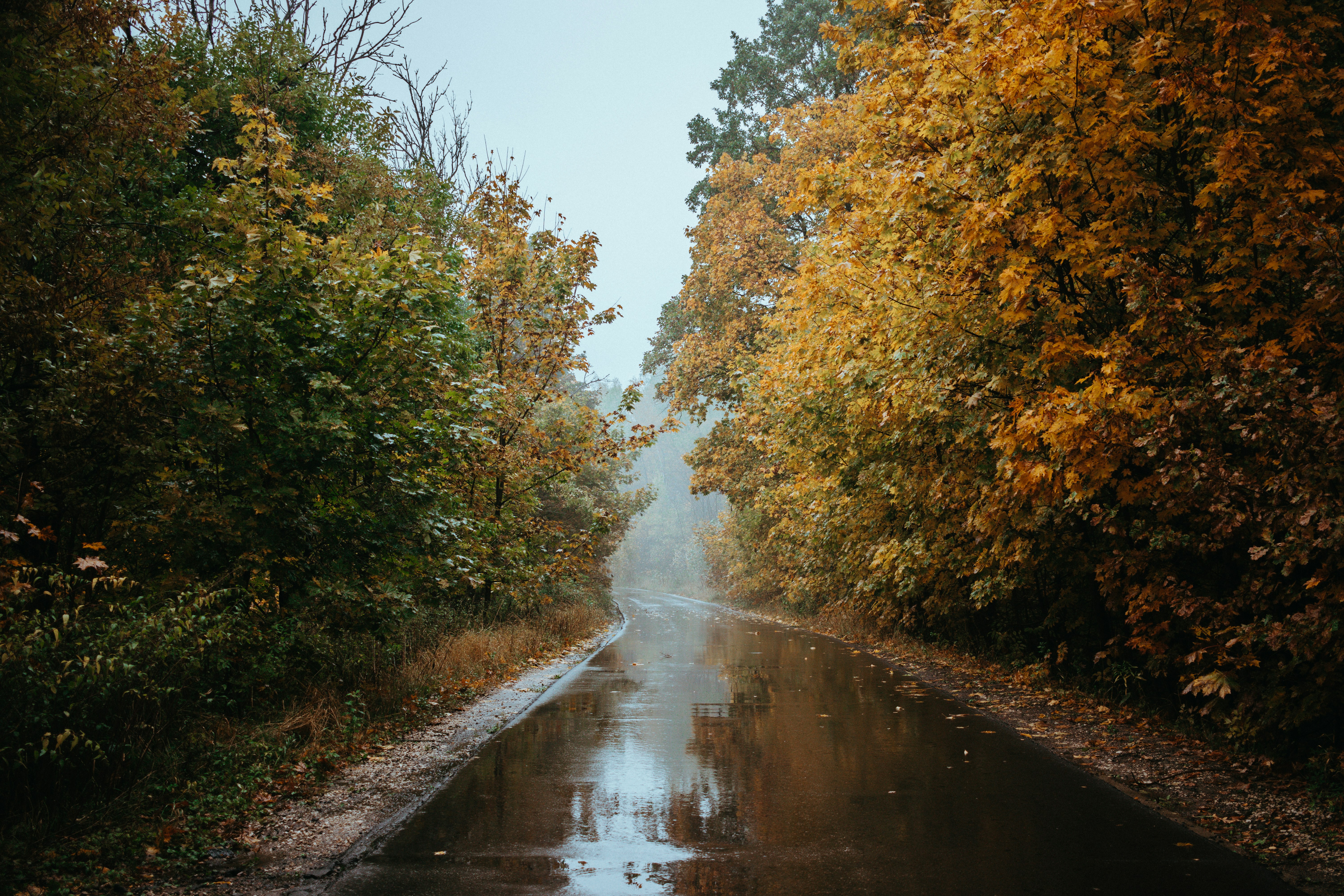 A wet road in the middle of a forest photo – Free Autumn Image on Unsplash