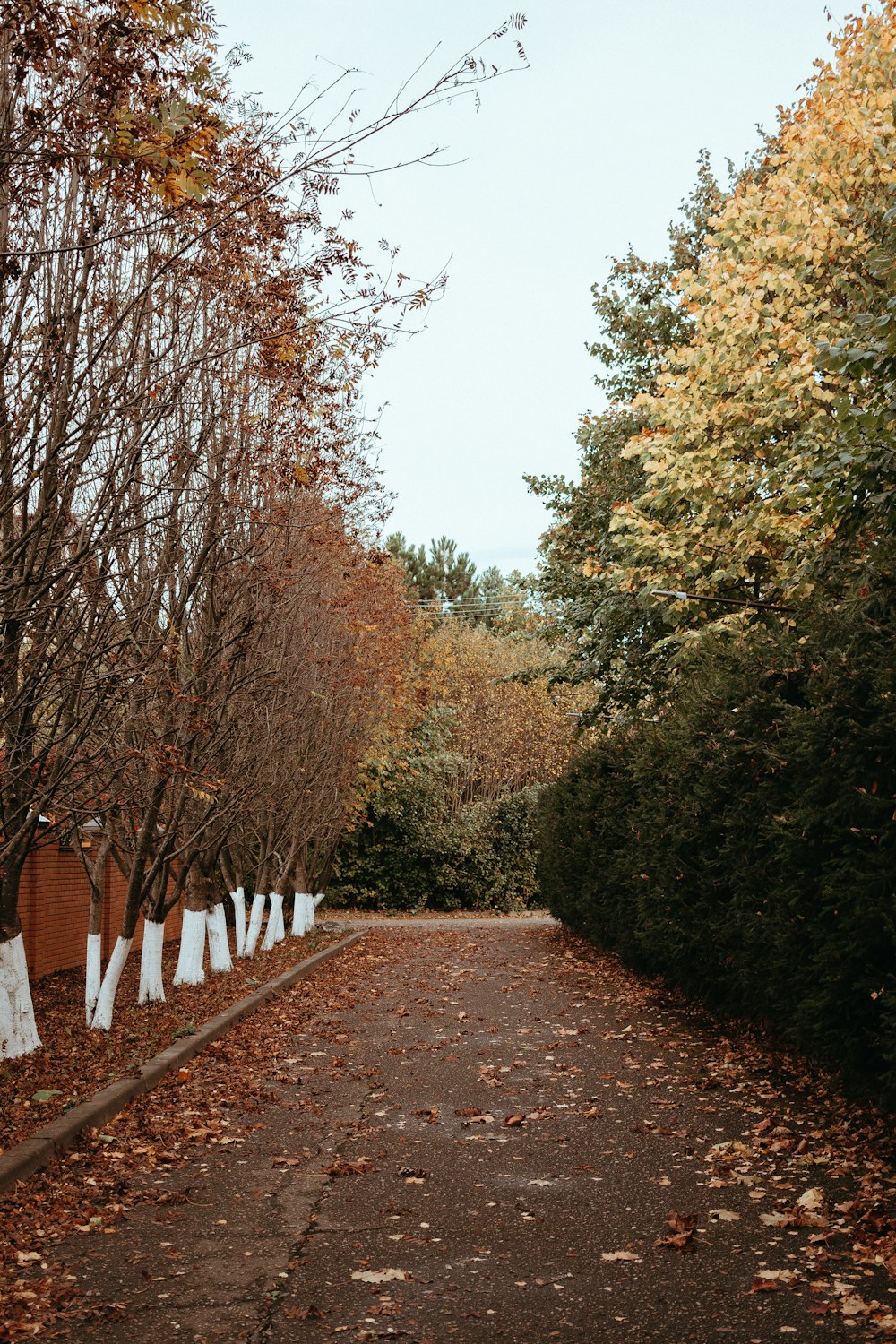 a road lined with trees and white signs