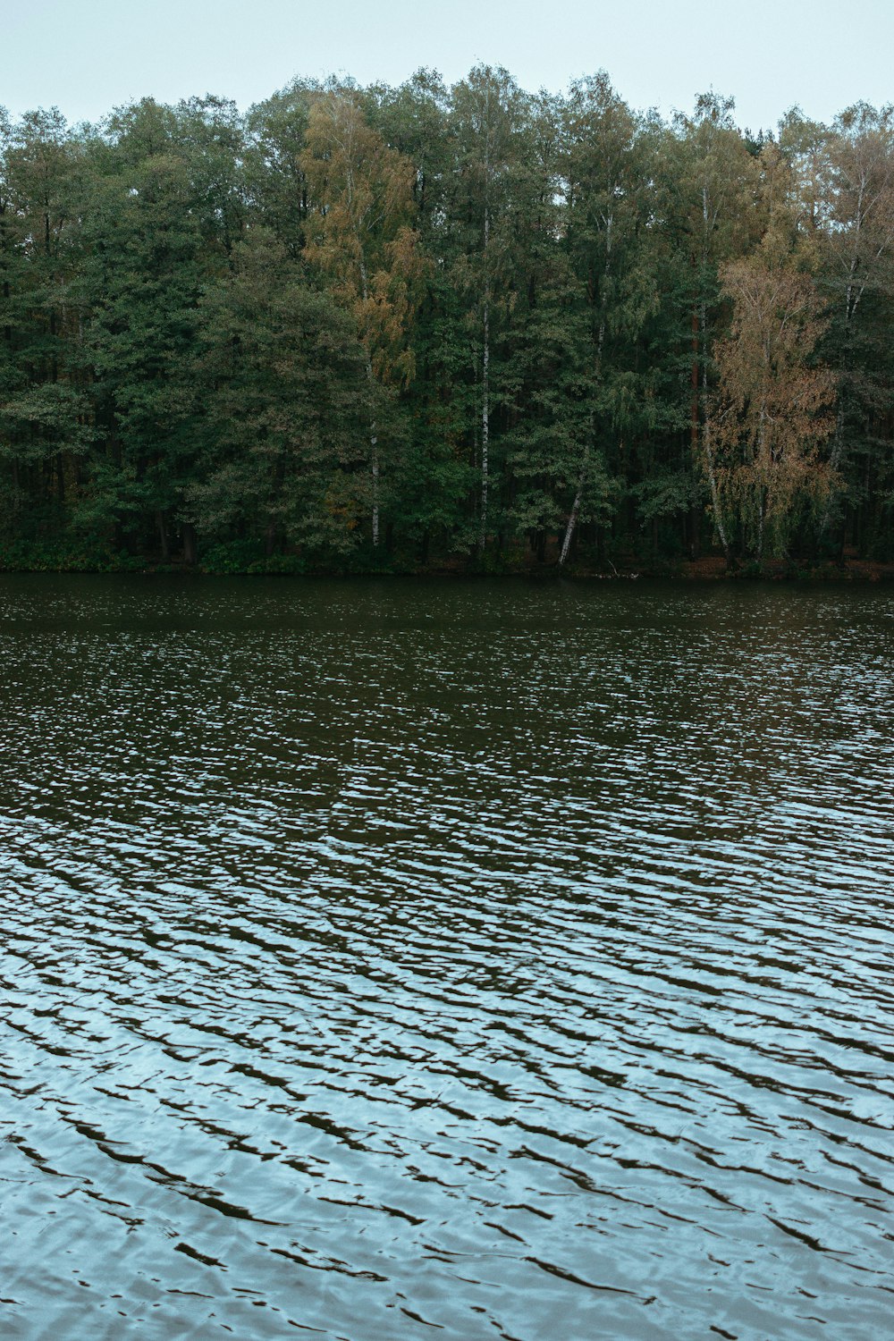 a body of water with trees in the background