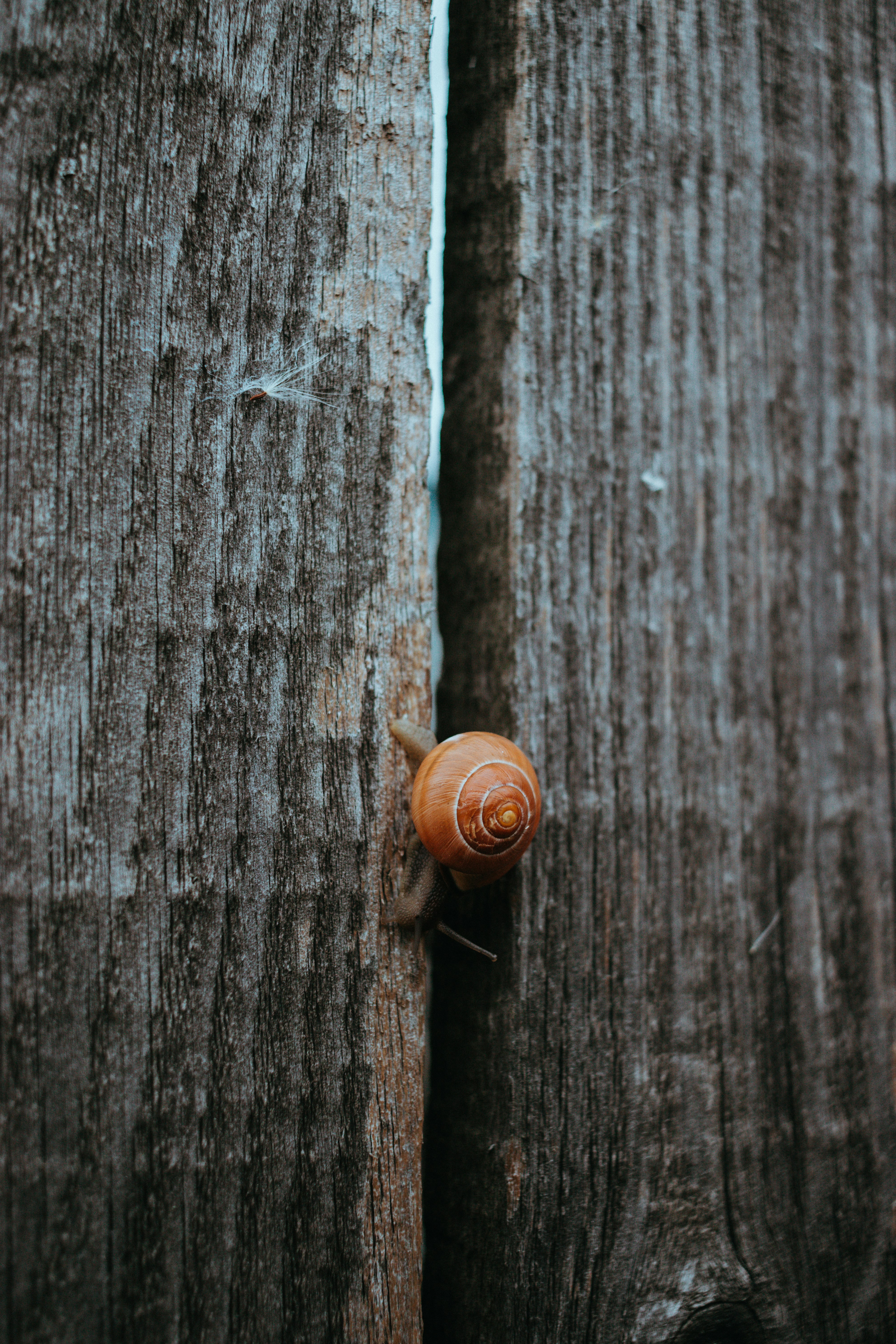 a close up of a snail on a wooden surface