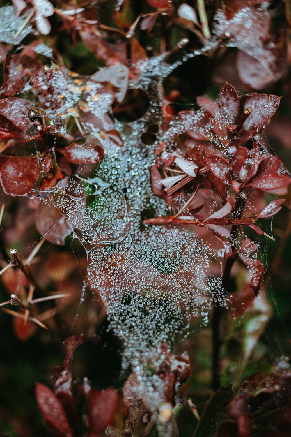 a close up of a plant with frost on it