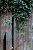 A wooden fence with a weathered, rustic appearance is partially covered by lush green ivy vines climbing upwards. The wood is visibly aged, with a mixture of grey and brown tones, and slight gaps between the planks.