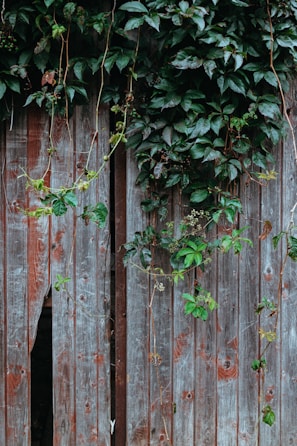 A wooden fence with a weathered, rustic appearance is partially covered by lush green ivy vines climbing upwards. The wood is visibly aged, with a mixture of grey and brown tones, and slight gaps between the planks.