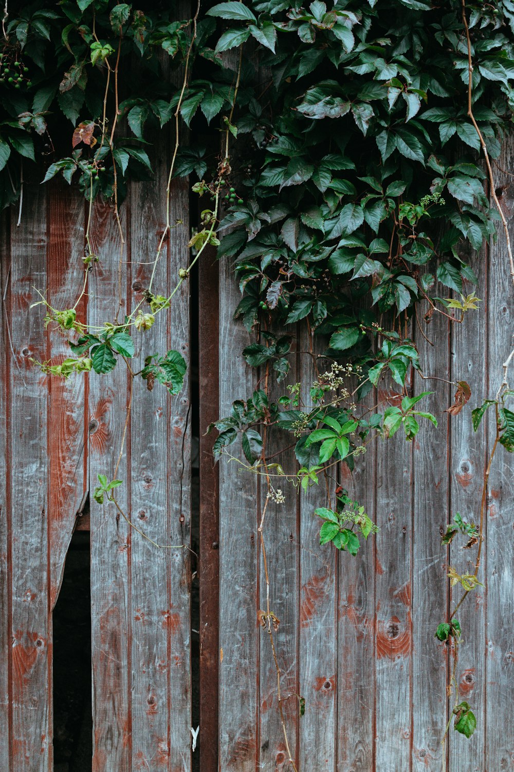 a wooden fence with vines growing over it