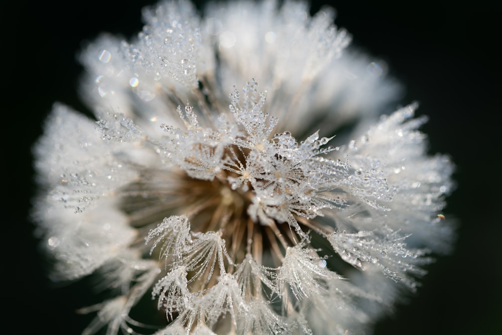 a close up of a dandelion with drops of water on it