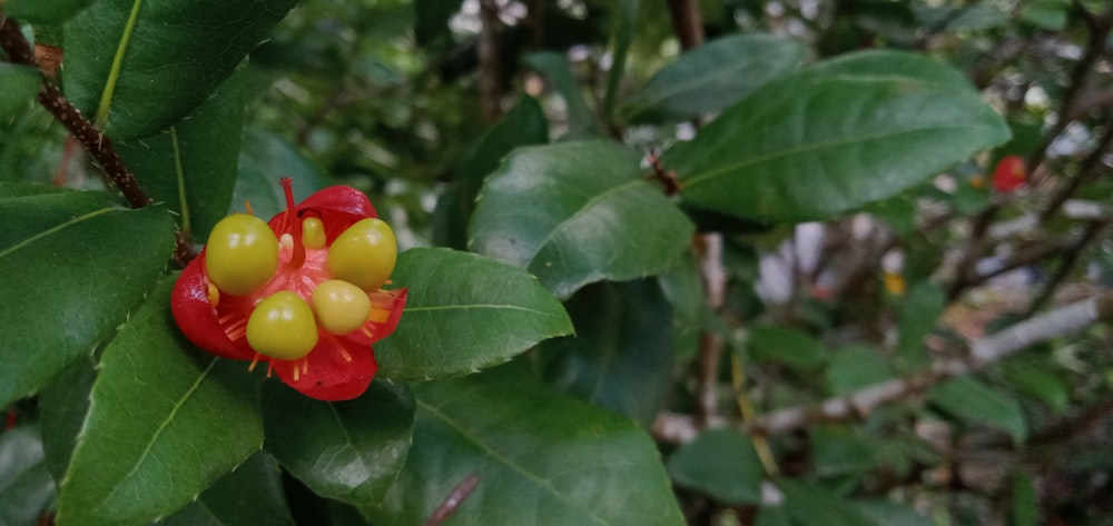 a close up of a flower on a tree