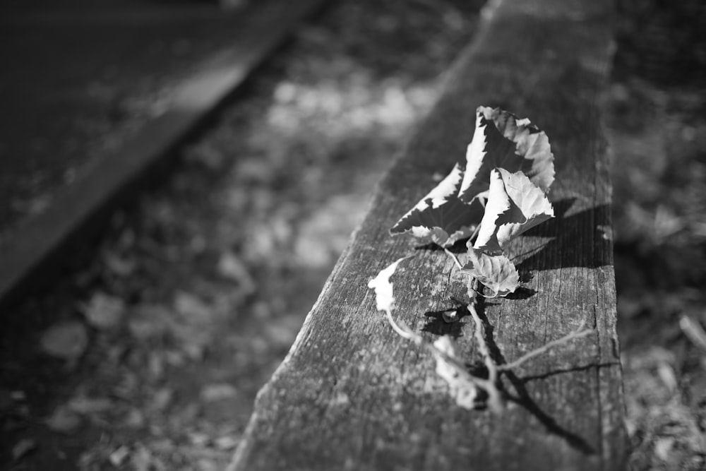 a black and white photo of a leaf on a bench