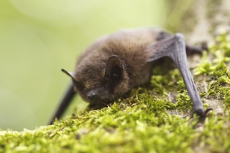 A close-up of a small bat resting on a moss-covered tree branch. The bat has a light brown fur and its wings are tucked underneath it. The background is a soft focus of greenery, creating a natural and serene setting.