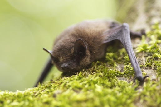 A close-up of a small bat resting on a moss-covered tree branch. The bat has a light brown fur and its wings are tucked underneath it. The background is a soft focus of greenery, creating a natural and serene setting.