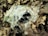A group of black beetles is crawling on a transparent plastic bag, surrounded by dry brown leaves on the forest floor.