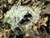 A group of black beetles is crawling on a transparent plastic bag, surrounded by dry brown leaves on the forest floor.