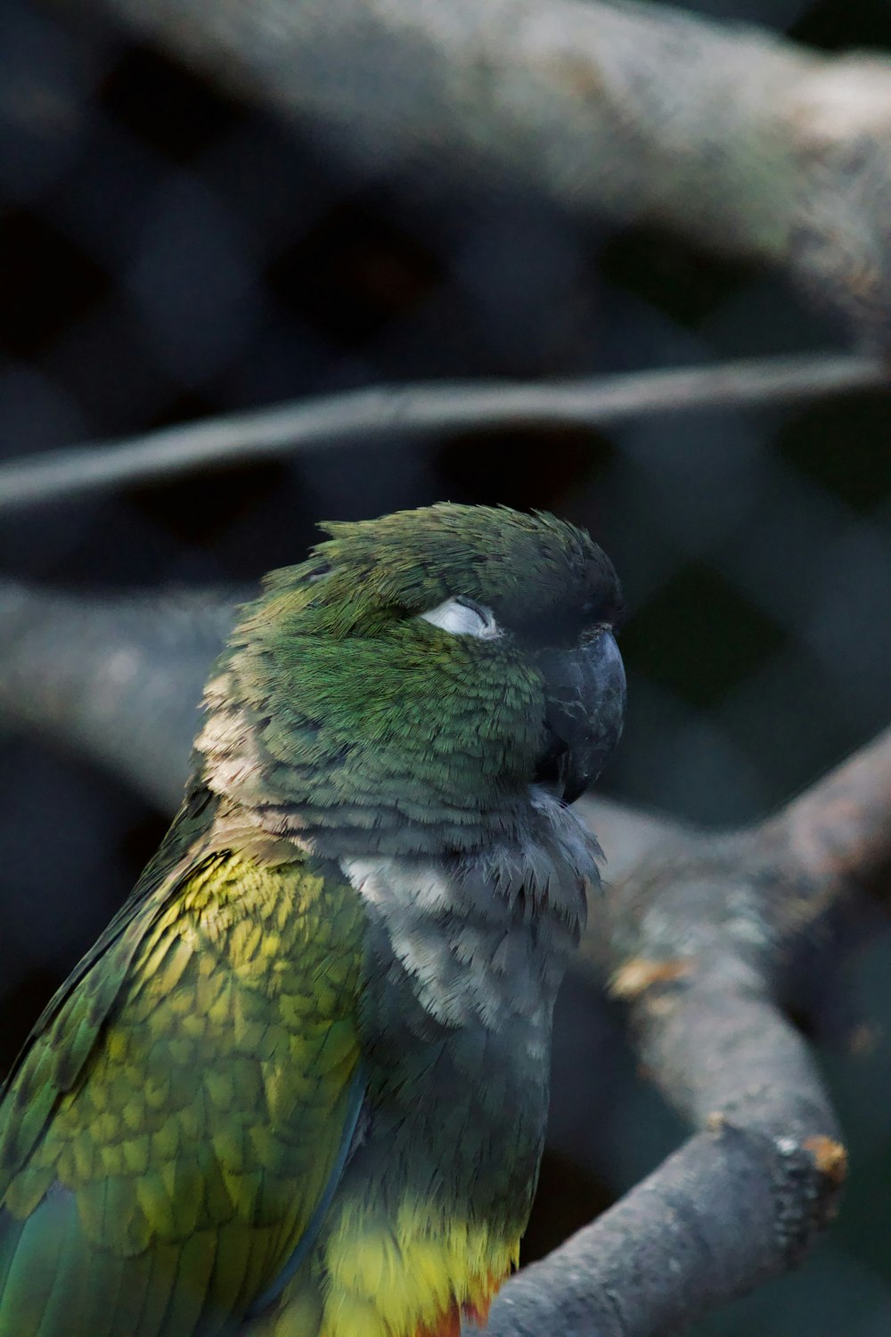 a green and yellow bird sitting on top of a tree branch