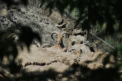 A group of three rams with large, curved horns rests on a rocky, shaded hillside. Sparse foliage partially frames the scene, and a metal fence is visible in the background, suggesting a controlled environment like a zoo.