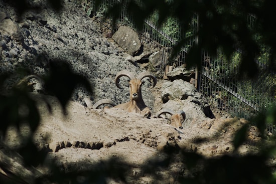 A group of three rams with large, curved horns rests on a rocky, shaded hillside. Sparse foliage partially frames the scene, and a metal fence is visible in the background, suggesting a controlled environment like a zoo.