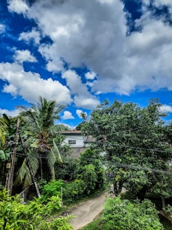 A lush, green landscape features dense trees and plants beneath a partly cloudy sky. A small path winds through the foliage, leading to a house with a white facade and a tiled roof partially obscured by trees. Tall palm trees and power lines are also visible, adding to the natural yet residential feel of the scene.